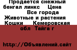 Продается снежный бенгал(линкс) › Цена ­ 25 000 - Все города Животные и растения » Кошки   . Кемеровская обл.,Тайга г.